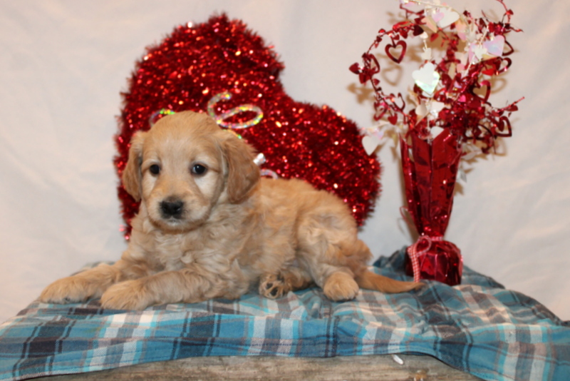 puppy, for, sale, Mini Goldendoodle F2, Matthew B. Stoltzfus, dog, breeder, Gap, PA, dog-breeder, puppy-for-sale, forsale, nearby, find, puppyfind, locator, puppylocator, aca